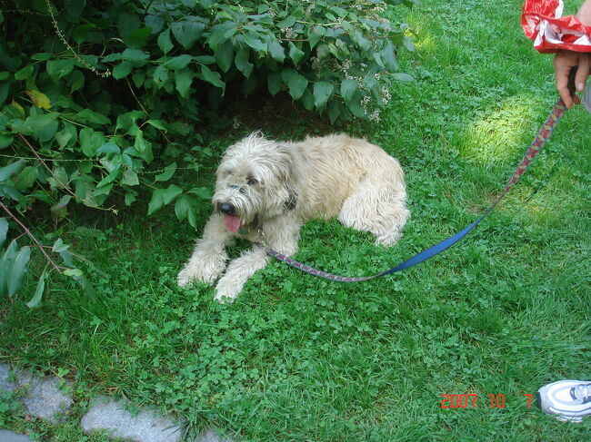 　「ご主人様、ちょっと休ませてください。ワシも歳だもんで・・・、ふう！」<br /><br />　伯爵はイヌ語が解る♪