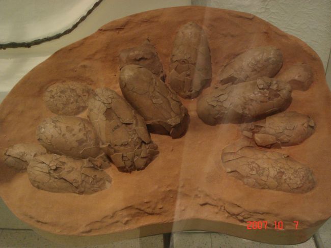 　恐竜のたまごの化石。