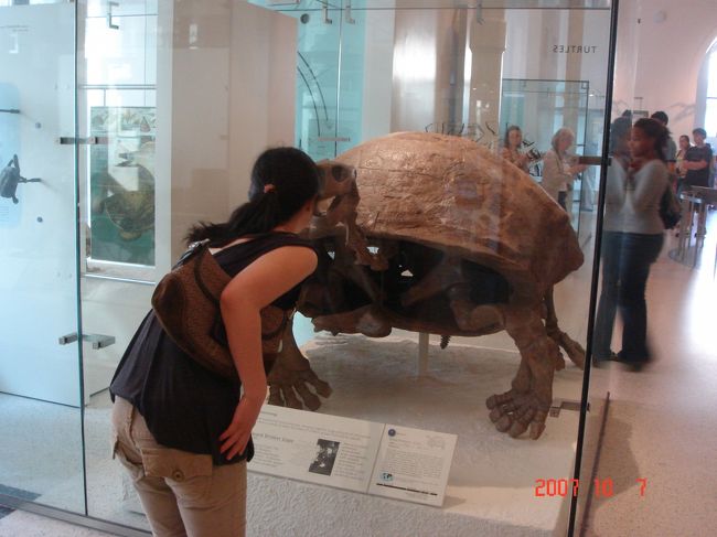 　カメの化石と睨めっこ。<br /><br />　「そんなに間近で見つめられると、ワシゃ恥ずかしいよ（※＾o＾※）」