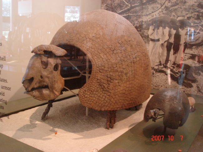 　巨大なアルマジロの化石。