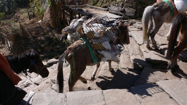 荷を運ぶロバ達の中でニワトリを運ぶロバ。