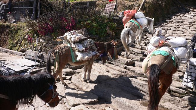 荷を運ぶロバ達の中でニワトリを運ぶロバ。