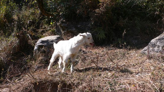 迷子の子ヤギ。<br />下山する私達パーティにしばらく付き従ってきてしまったが、 ガイドさんが懸命に追いやってどこかへ行ってしまった。<br />