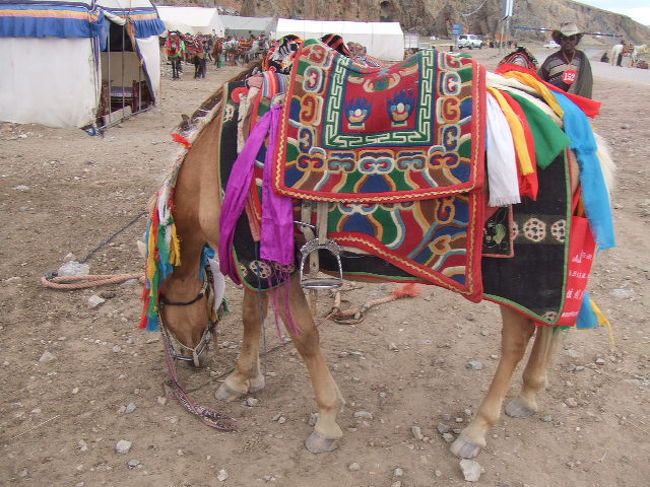 歩くたび、「ウマニノラナイカ！！」と、しつこく声をかけられます・・・・
