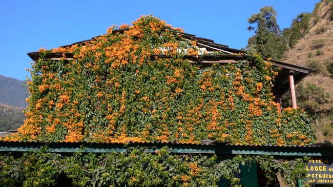 花で覆われたゲストハウス。