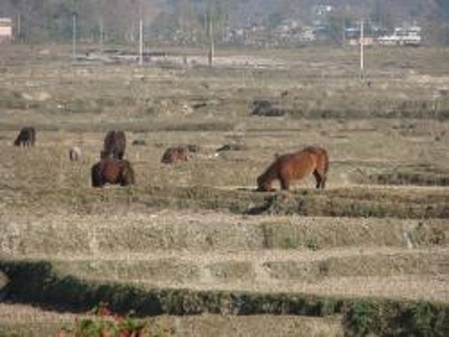 FEWA PRINCEのテラスから見えたのどかな風景。<br />