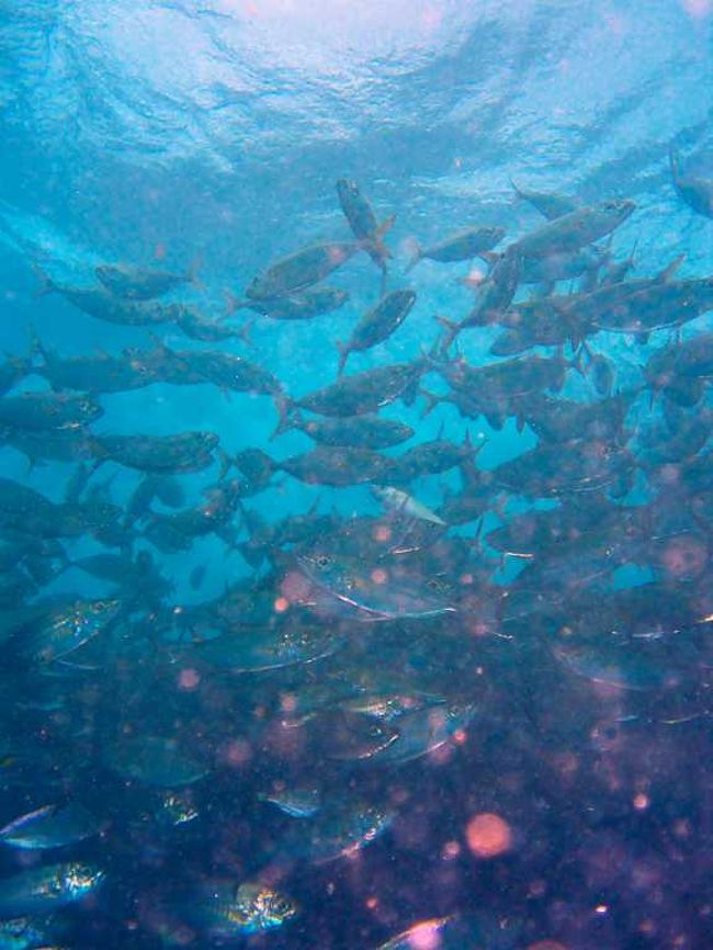 ２日目（実質１日目）。<br />空気がとてもあったかいので、サクっと起き<br />て、すっきりお目覚め。<br /><br />朝、ラウラウビーチ１ダイブ。<br />午後、アイスクリーム＆ディンプル２ダイブ。<br /><br />潜った瞬間に濃い魚影が、圧巻！<br /><br />