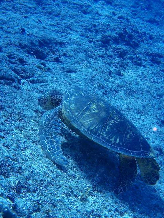 今日もウミガメに出会う