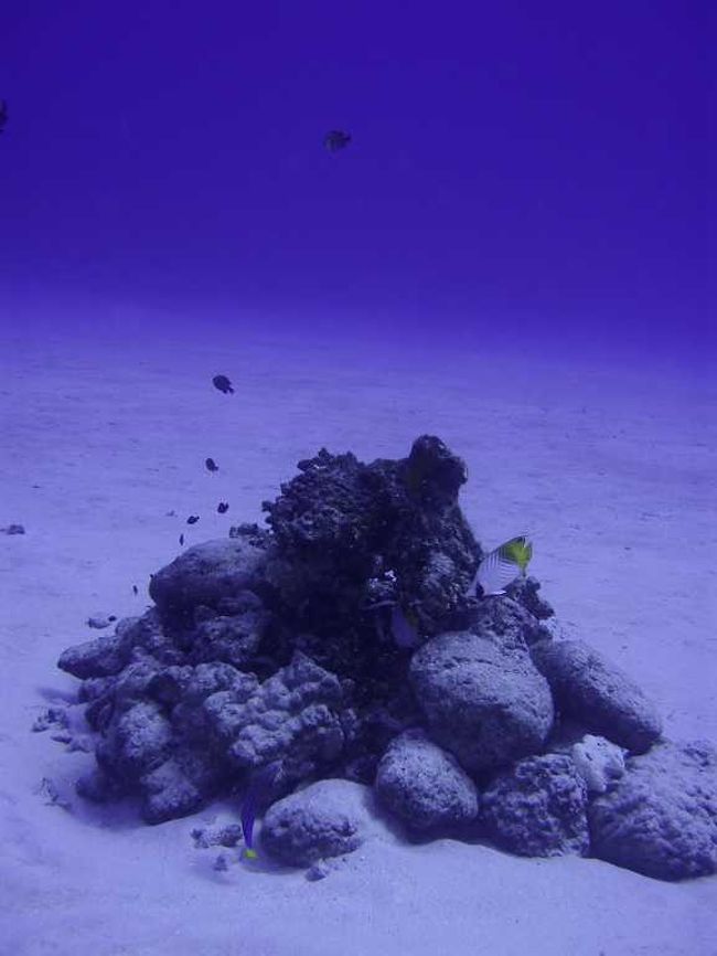 <br /><br />翌日早朝の便で、帰国。<br />寝ている時間以外は、陸上よりも水中or水上<br />が長かったかも。。。<br />