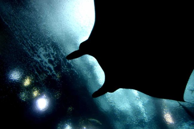 そしてその後、本日の一番の観光スポット<br />美ら海水族館に行きました<br /><br />以前来たときはこの水族館は無かったなーと思いつつ<br />周りを散歩<br />アスレチックがあったりイルカショーがあったりで、ここだけで<br />結構遊べそうな気がします<br /><br />中はエリア毎にテーマが分かれていてとても見やすかったです<br />入ってすぐのタッチコーナーではフヨフヨのナマコを触ることができ<br />フヨフヨを触って楽しんでいたのですが<br />ふと気付くと一人になってました(汗)<br /><br />ここの水族館はジンベイザメが3匹いて、頭上をいろんな魚も通るようになっているので<br />皆口をぽかーんと開けながら通り過ぎる魚を見ていました