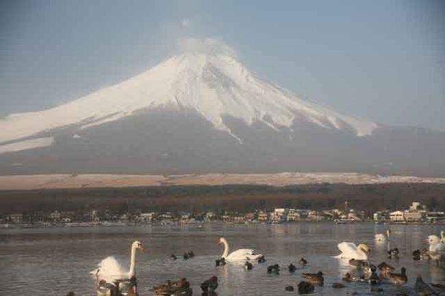 白鳥のタイミングと私のタイミングがなかなか合いません。(笑)