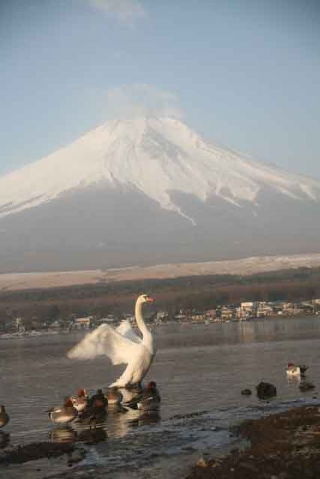 数回広げたり閉じたりしてくれました。