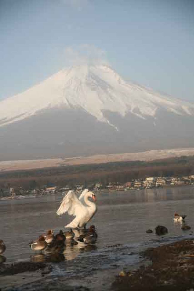 富士山と白鳥』富士五湖(山梨県)の旅行記・ブログ by てんとう虫さん