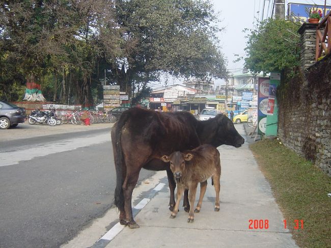 ポカラに着いた。インドではよく見かけた牛が、歩いていた。ポカラはほんとにのんびりした街なのに、旅行者に必要なものは何でもそろう、過ごしやすいところだな