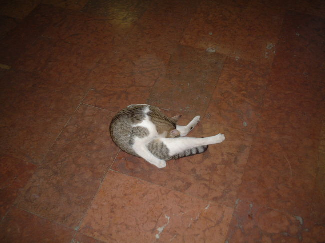 駅構内に普通に猫さんが入ってきて、<br />寝転がって、体中をなめなめしています。<br />これこそ、外国らしい風景だと思ってシャッターきる。