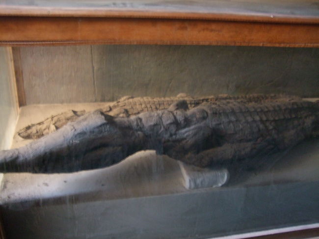 ワニのミイラが保管されています。
