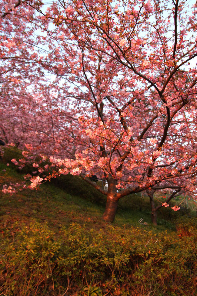 夕日に照らされた桜もなかなかいいです。