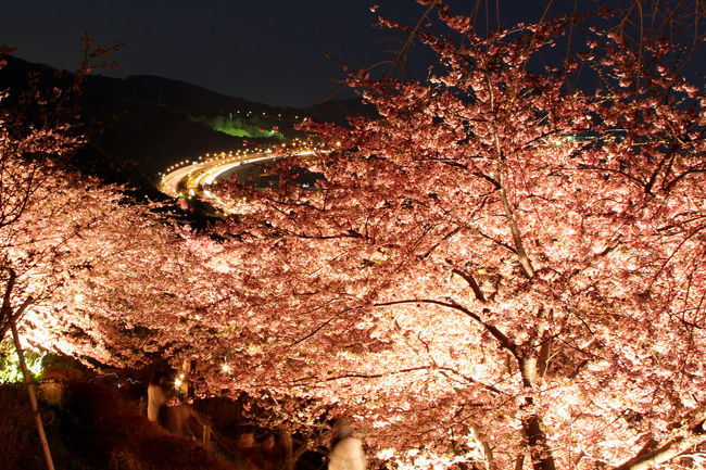 もっと夜桜撮るつもりでしたが、失敗してました･･･<br />夜撮るのは難しいですね。