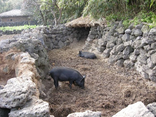 黒豚はこの様に飼われていたようです。<br />奥にあるのが、人々のﾄｲﾚで、それを食べて美味しい黒豚が育つという、なんとも無駄の無い仕組みになっていたとか･･･