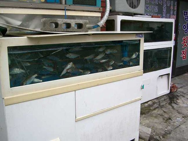 海鮮料理店<br /><br /><br />その「駅前通り」にはこんな水槽をおいた食堂も並んでいましたが、朝早すぎてまだやっていませんでした。<br />さすがに海が近いだけあって、新鮮そうな感じでした。