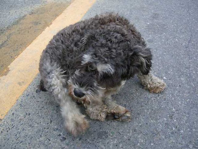 とりあえず<br /><br /><br />特に意味はありませんが・・・これは駅前通りにいた犬です。<br />おとなしそうな感じでしたが、普通に野放しされていました。