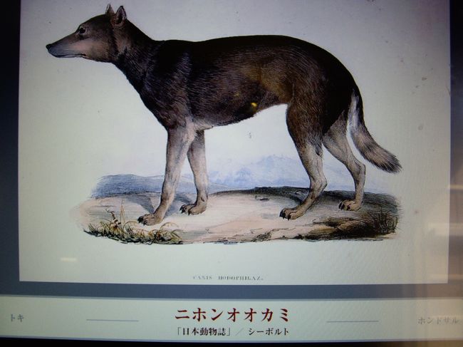 ツュンベリーや、シーボルトなどの描いた日本の動植物などが閲覧できます。<br /><br />これはシーボルト（1796〜1866）の細密画。 <br />1823年、日本の動植物を研究する目的で来日したシーボルトは、長崎の郊外にある鳴滝に塾を開き、高野長英をはじめとした多くの門人たちに医学や動植物学を講義し、日本の蘭学の発展に大いに貢献しました。<br /><br />シーボルトは現在のドイツ生まれであるにも関わらず、”山地オランダ人（なんだそりゃ）”と偽って入国していたんですね。<br /><br />シーボルトと遊女・其扇（楠本たき）の間に生まれた楠本イネは、日本初の女性蘭方医として知られています。 <br />