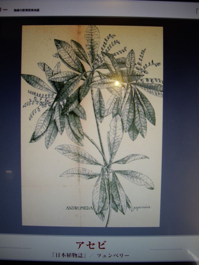 ツュンベリー（1743〜1828）の細密画。<br /> <br />ツュンベリーは、喜望峰と日本の植物採集を目的にオランダ東インド会社の医師となり、1775年に長崎にやって来ました。<br />翌年の江戸参府に参加した彼は、途中で植物を採集する一方、各地の蘭学者と積極的に交流を深めたといわれています。約2年間の滞在を経て帰国した彼は、「日本植物誌」「日本動物誌」を書き、日本の動植物をヨーロッパに紹介したそうです。 <br />