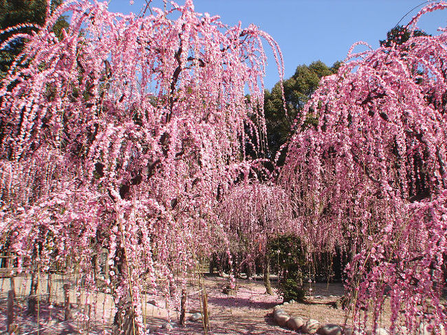 梅苑内には約300本の梅。前日の雨で散り始めている木も多いようですが、まだ充分華やかです。