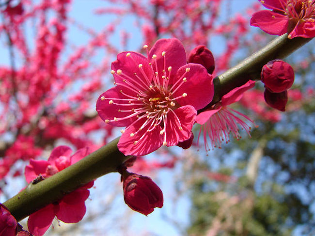 種類も多く、様々な色の梅を楽しめます。<br />