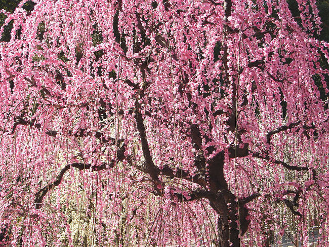 今年行った梅の名所の中では、一番綺麗でした。