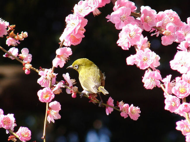 蜜を求めて、メジロもたくさん飛び交っていました。