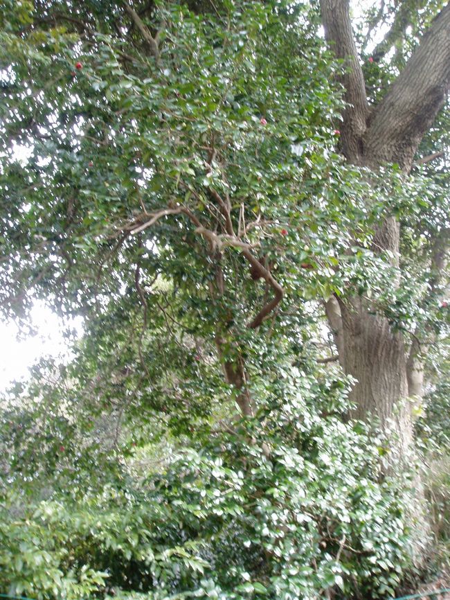 『冬の鎌倉 2 30年前の御朱印帳』鎌倉(神奈川県)の旅行記・ブログ by 前日光さん【フォートラベル】