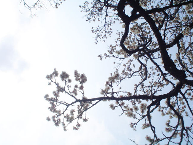 偕楽園の梅の写真です。<br /><br />快晴ではなかったのが残念ですが、７分咲きの梅はとても素敵でした・・。