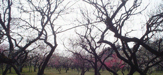 偕楽園の梅林の写真です。<br /><br />公園内には梅がたくさん植えられています。<br />その中を歩きながら、梅を観賞、春を感じました・・。
