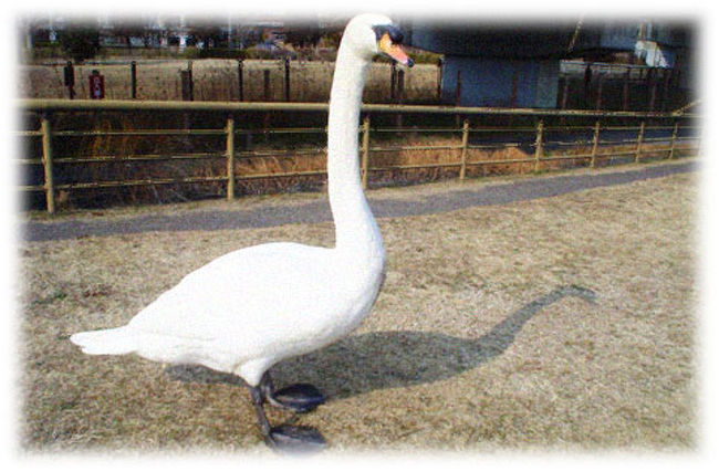 偕楽園外で見送ってくれた白鳥の写真です。<br /><br />そばにある大きな池には、かもや白鳥、黒鳥が多くいました。