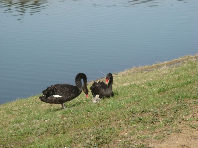 つがいの黒鳥が、ひなをあやしています。