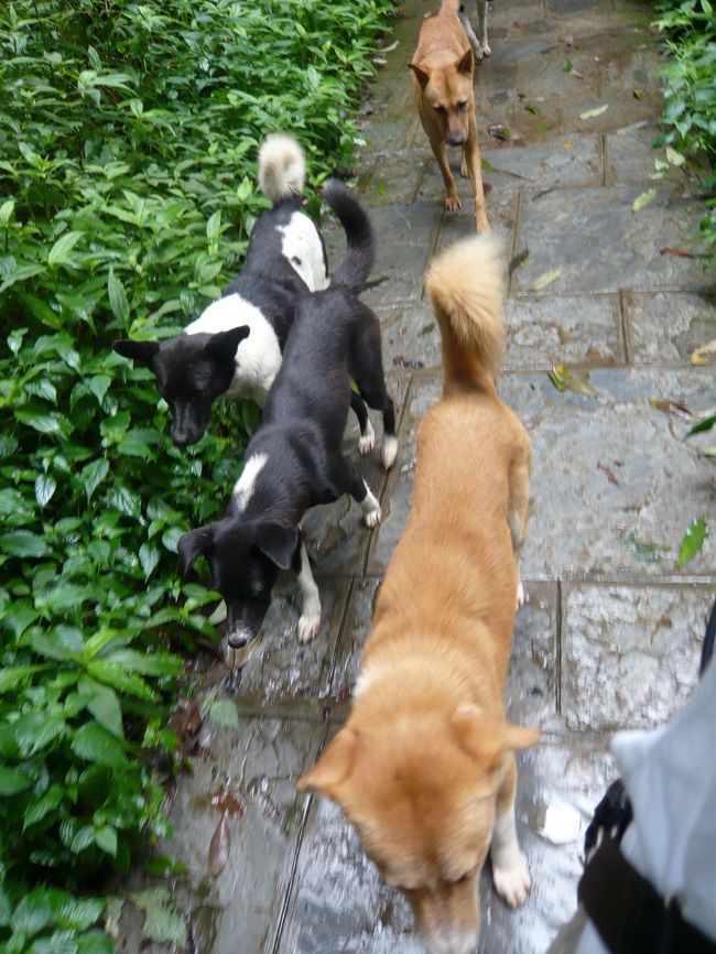 近所の公園を散歩していると、野良犬がどんどんと増えて、まるでボスのように引き連れて歩いてました。