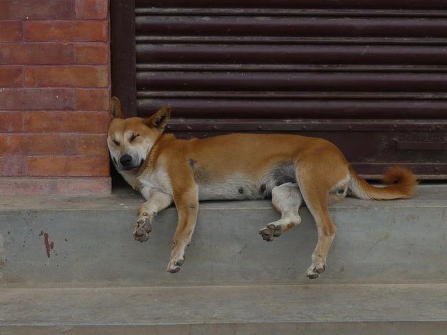 なんかいい！！この犬・・・・