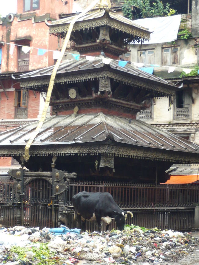 寺院の前でゴミをあさる野良牛。<br />これはちょっと衝撃的な光景でした。。。。<br />
