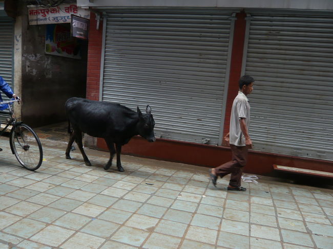 ペット？？？？<br />まるで犬の散歩のように牛が・・・・