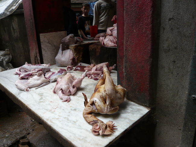 トサカまで！！！！<br />