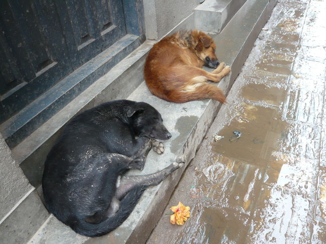 アジアの犬って、なんでこんなにのんびりなんだろう・・・<br />うちの犬に見習わせたい！！