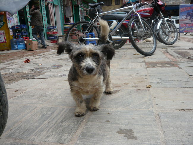 この犬は、絶対言葉を話せる気がするっ！！！！！