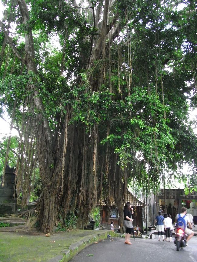 ■モンキーフォレスト通り■<br /><br />立派なガジュマルの木！！<br /><br />ほぇぇぇぇ〜<br /><br />(o゜◇゜)ゝ