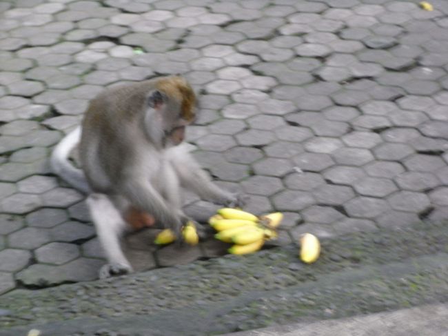 ■モンキーフォレスト■<br /><br />っていうか、すでにいた！！<br /><br />バナナもらって、ご機嫌な様子♪<br /><br />ヽ( ＾!＾)ノ<br /><br />