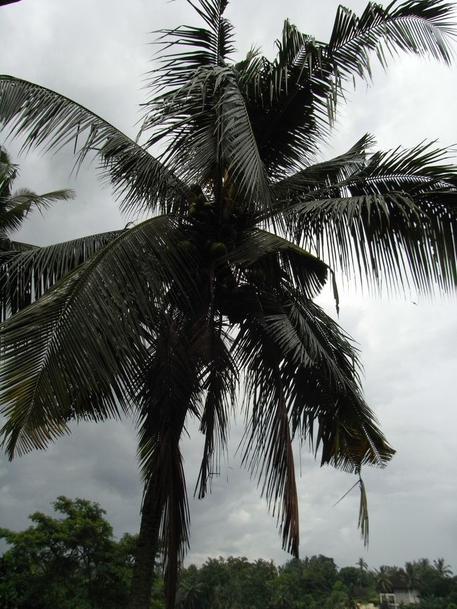 ■ネカ美術館■<br /><br />熱海で見るヤシの木とは、<br />やっぱ違うなぁ〜〜〜〜〜〜♪<br /><br />(￣ー*￣)b<br />