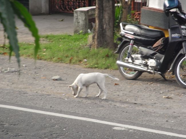 オッ！！<br />ワンコを発見！！<br /><br />街のいたるところで野放しにされていたので、<br />野犬かと思っていたが、実は飼い犬らしい…<br /><br />お腹が減れば家に戻り、<br />眠くなったらおうちに帰る…<br /><br />ネコみたいだなぁ〜
