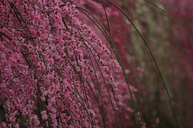紅梅の滝のようです