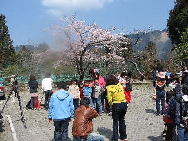 数少ない桜に群がる人々