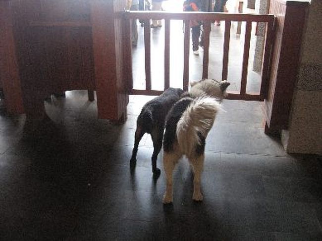 何故か阿里山駅のホームにいた犬達